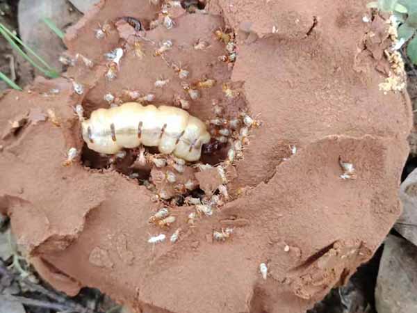 埋地塑料電纜白蟻的預防
